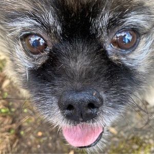 Meet your Posher, Adam